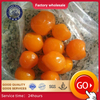 Color rojo kumquat seco